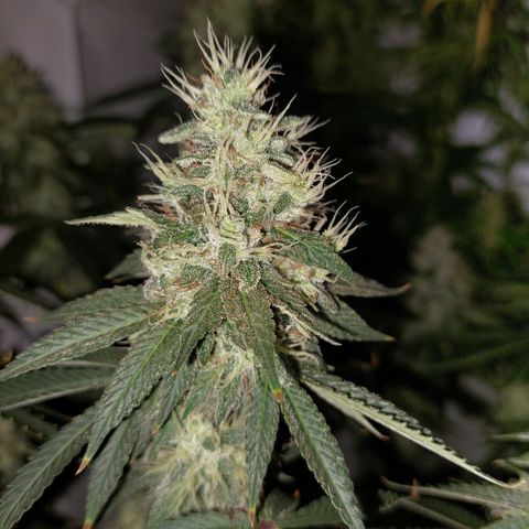 ORO BLANCO # 1 growlog timeline photo