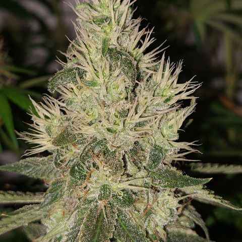 ORO BLANCO # 1 growlog timeline photo