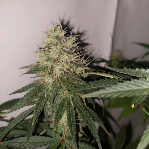 ORO BLANCO # 1 growlog timeline photo
