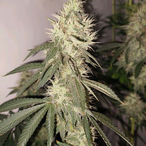 ORO BLANCO # 1 growlog timeline photo