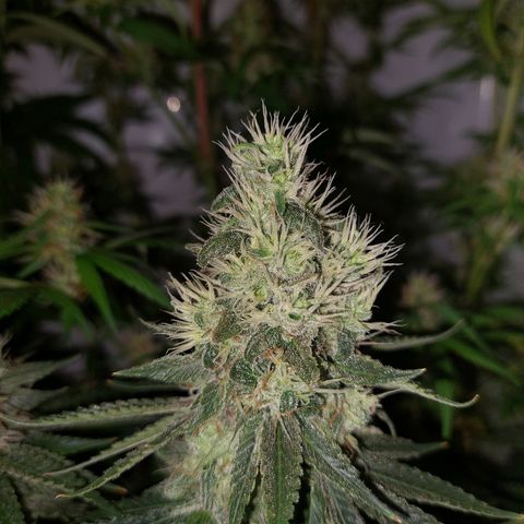 ORO BLANCO # 1 growlog timeline photo