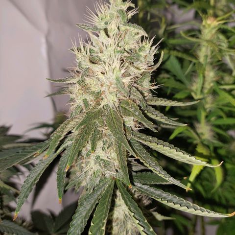 ORO BLANCO # 1 growlog timeline photo