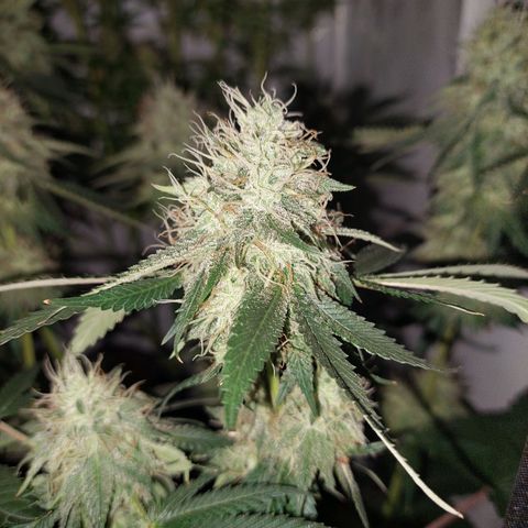 ORO BLANCO # 1 growlog timeline photo