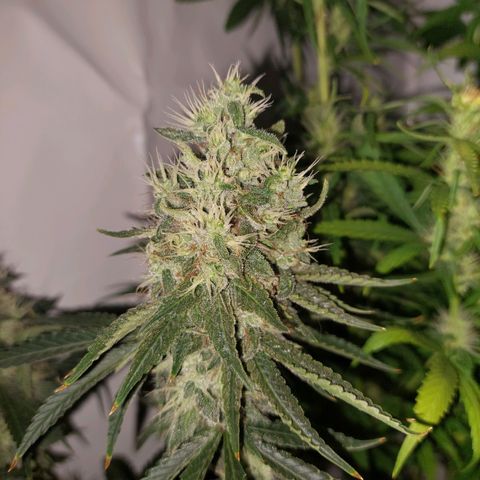 ORO BLANCO # 1 growlog timeline photo