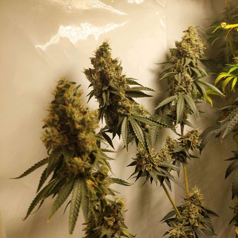 ORO BLANCO # 1 growlog timeline photo