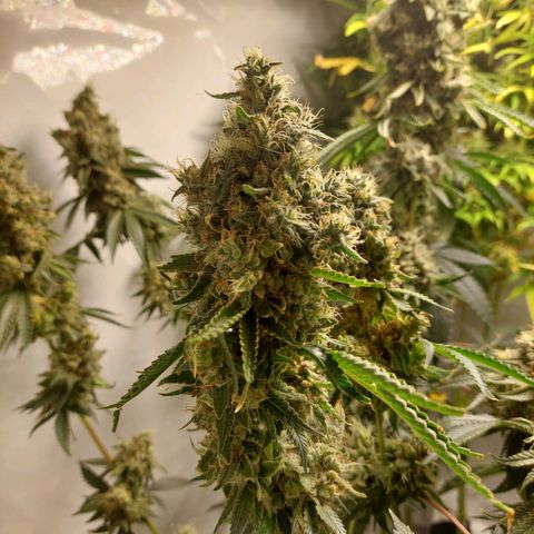 ORO BLANCO # 1 growlog timeline photo