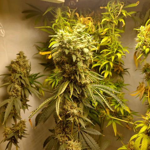 ORO BLANCO # 1 growlog timeline photo