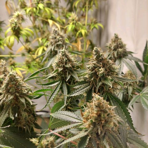 ORO BLANCO # 1 growlog timeline photo
