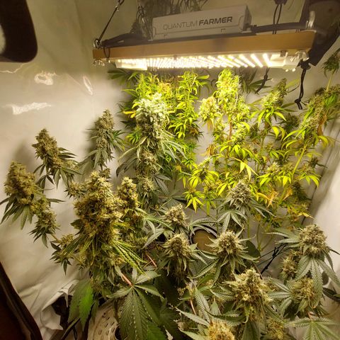 ORO BLANCO # 1 growlog timeline photo