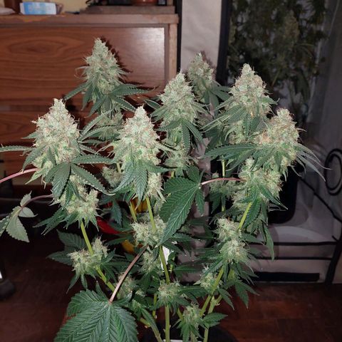 ORO BLANCO # 1 growlog timeline photo