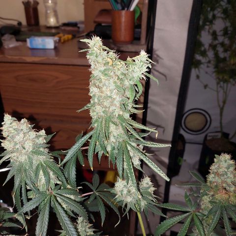 ORO BLANCO # 1 growlog timeline photo