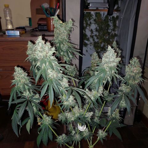 ORO BLANCO # 1 growlog timeline photo