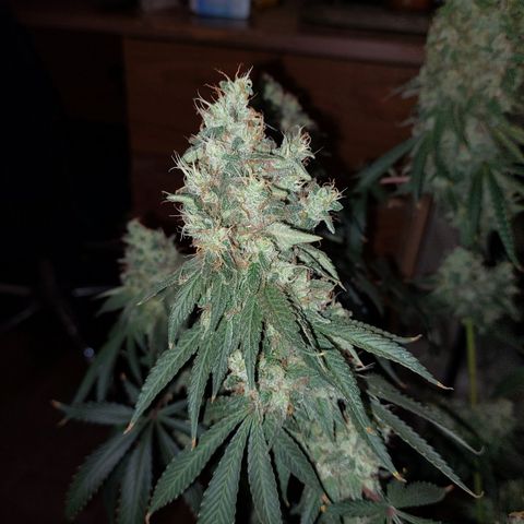 ORO BLANCO # 1 growlog timeline photo