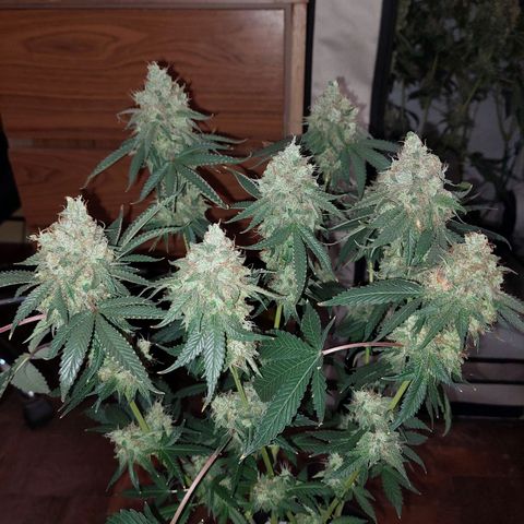 ORO BLANCO # 1 growlog timeline photo