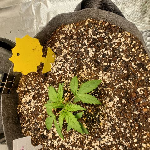 Auto Northern Lights growlog timeline photo