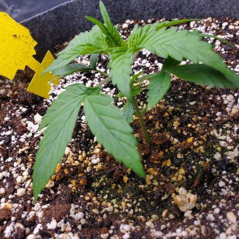 Auto Northern Lights growlog timeline photo