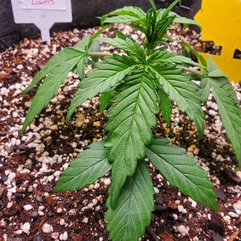 Auto Northern Lights growlog timeline photo