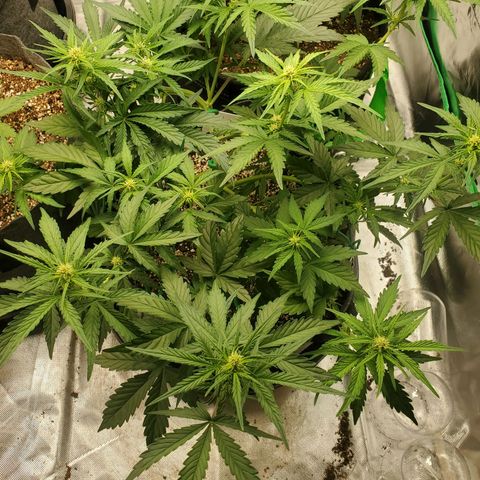 Auto Northern Lights growlog timeline photo