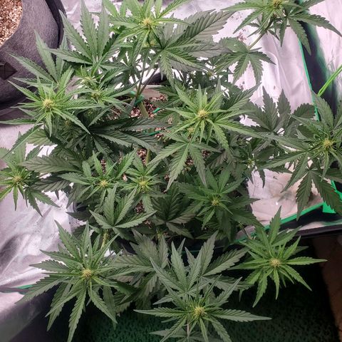 Auto Northern Lights growlog timeline photo