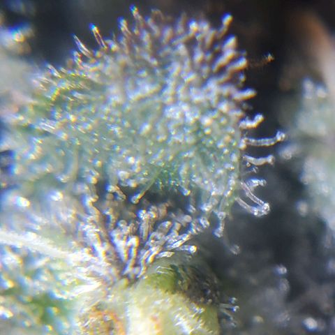 Auto Northern Lights growlog timeline photo