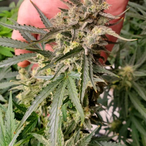 Auto Northern Lights growlog timeline photo