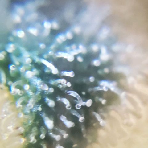 Auto Northern Lights growlog timeline photo