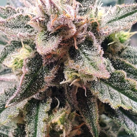 Auto Northern Lights growlog timeline photo
