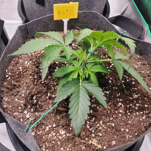 NL#1 growlog timeline photo