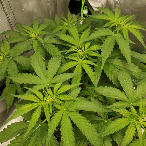 NL#1 growlog photo: First signs of flower
