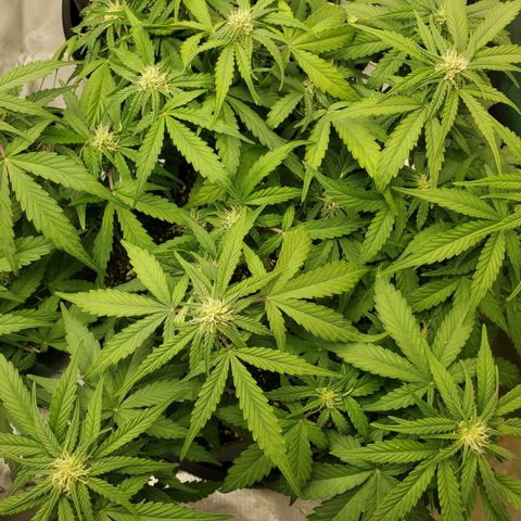 NL#1 growlog timeline photo