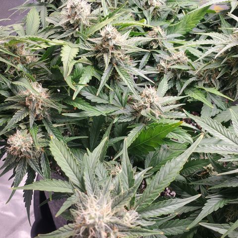 NL#1 growlog timeline photo