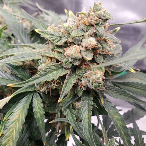 NL#1 growlog timeline photo