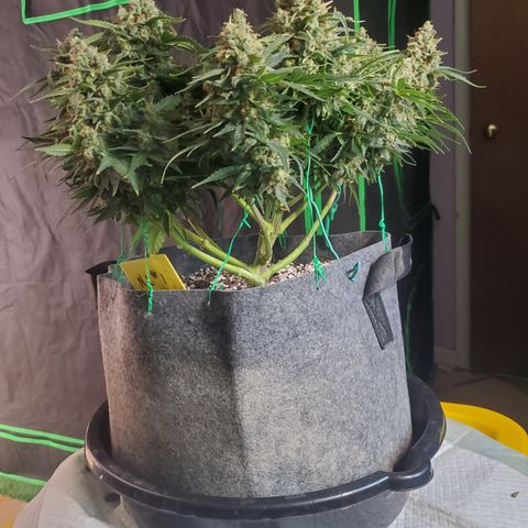 NL#1 growlog timeline photo