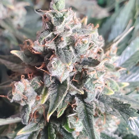 NL#1 growlog timeline photo
