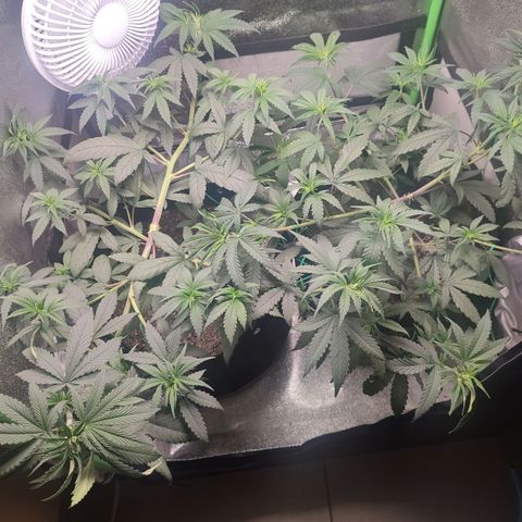 Dirty Diana growlog timeline photo
