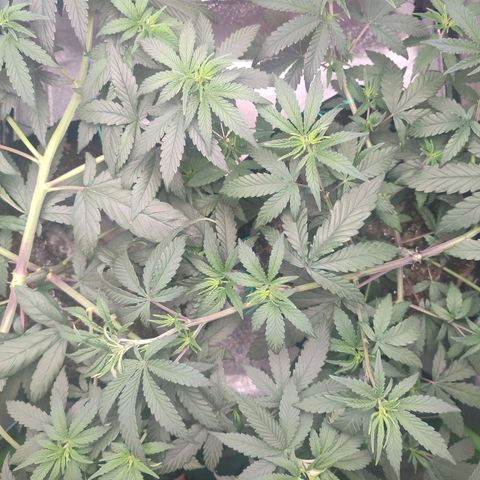Dirty Diana growlog timeline photo