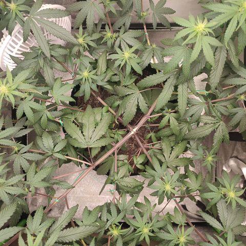 Dirty Diana growlog timeline photo
