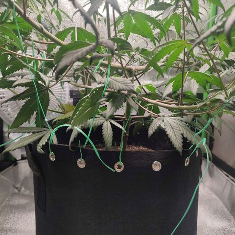 Dirty Diana growlog timeline photo