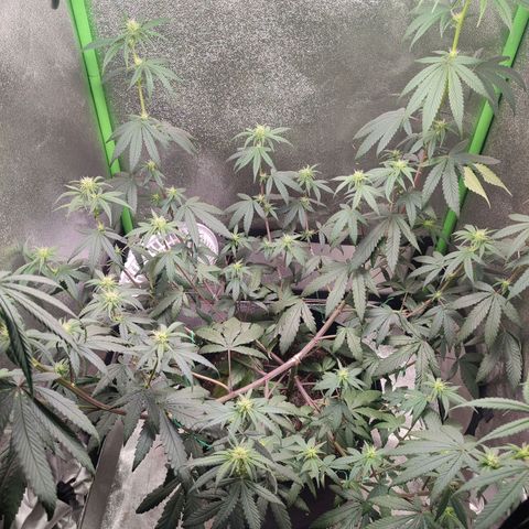 Dirty Diana growlog timeline photo