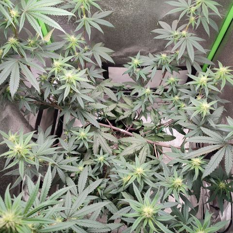 Dirty Diana growlog timeline photo