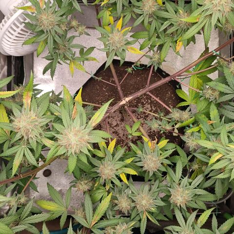 Dirty Diana growlog timeline photo