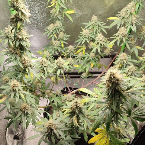 Dirty Diana growlog timeline photo