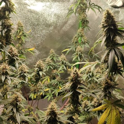 Dirty Diana growlog timeline photo