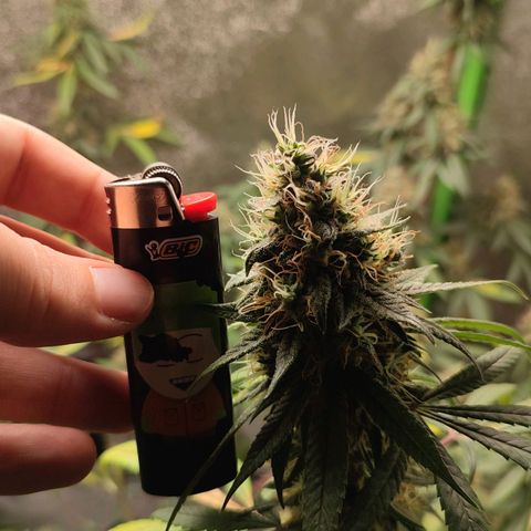 Dirty Diana growlog timeline photo