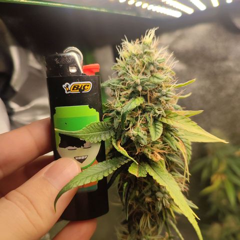 Dirty Diana growlog timeline photo