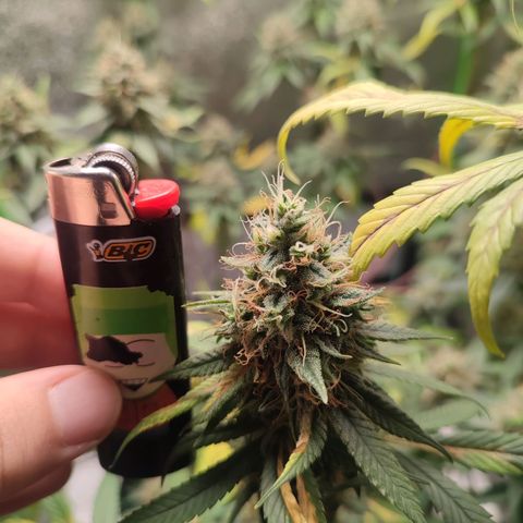 Dirty Diana growlog timeline photo