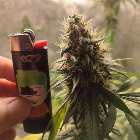 Dirty Diana growlog timeline photo