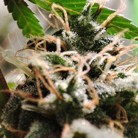 Dirty Diana growlog photo: Trichomes check