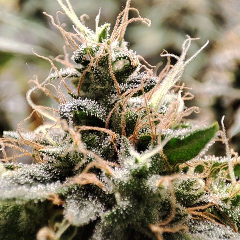 Dirty Diana growlog photo: Trichomes check