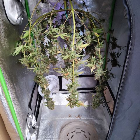 Dirty Diana growlog photo: Starting drying stage